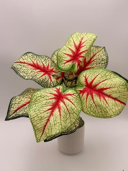 Planta Caladium