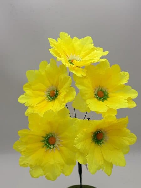 Dalia x 5 Mediana