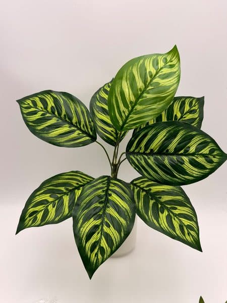 Planta Calathea Makoyana