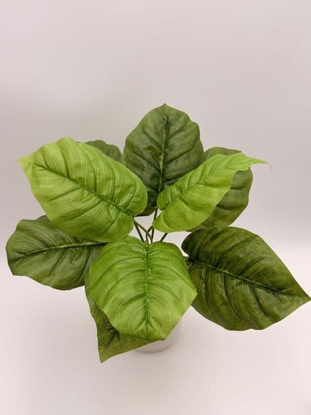 Planta Philodendron