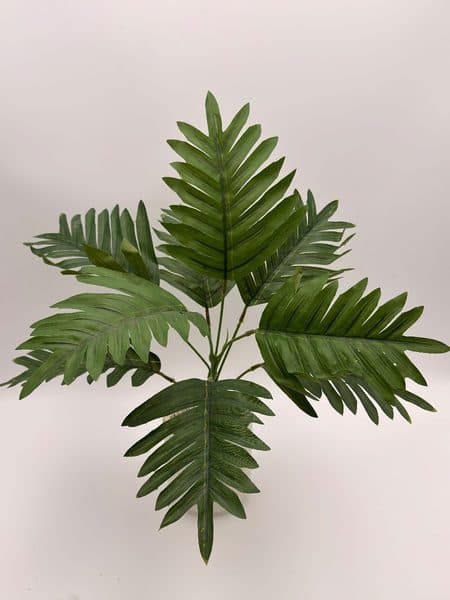 Palmita