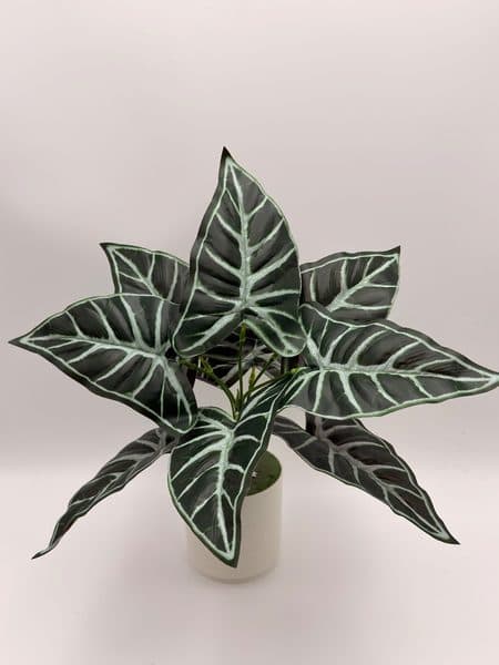 Planta Alocasia Polly