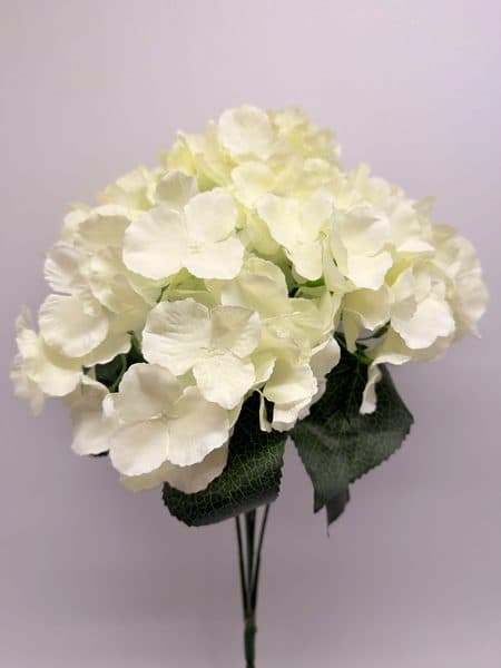 Hortensia x 5