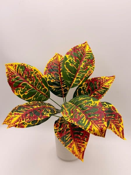 Planta Croto
