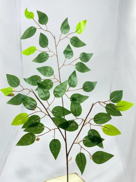 Docena de Vara de Ficus