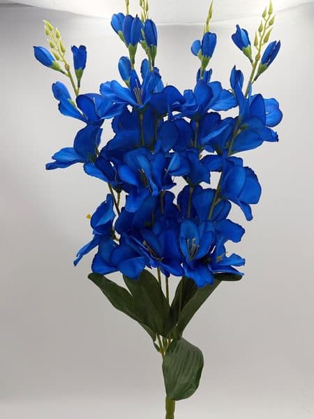 Gladiola x 5 varas