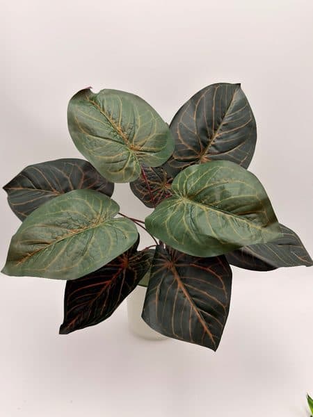 Planta Anthurium Magnificum