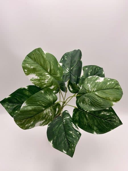 Planta Julieta Mediana