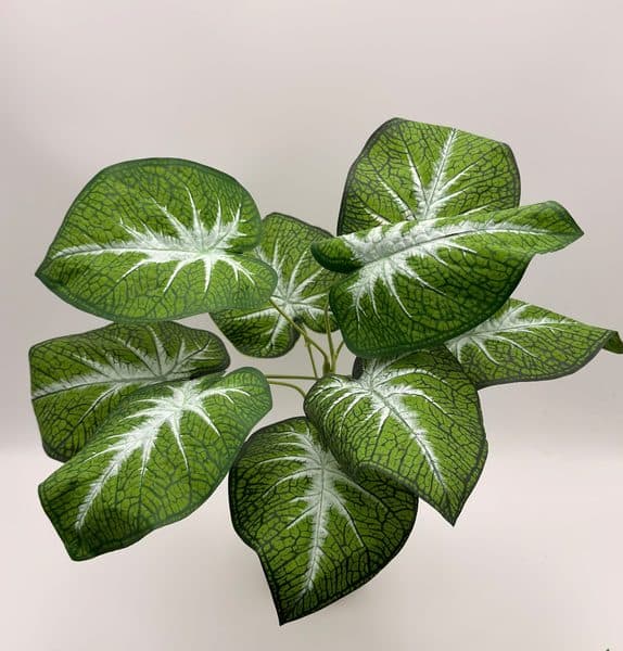 Planta Caladium White Christmas